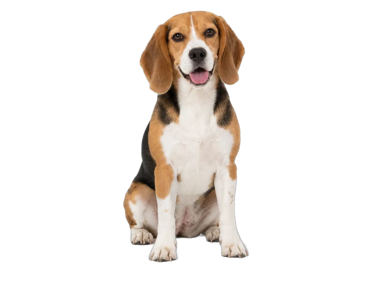 Coba foto anjing